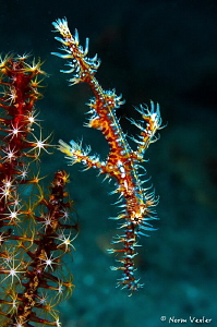 The Ornate Ghost Pipefish...extremely difficult to photog... by Norm Vexler 